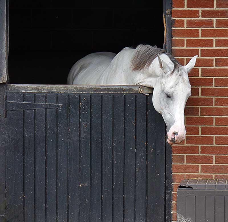 S32-Dozing Equine - August 2009.jpg