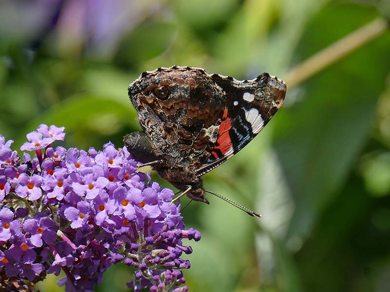 1A-Tortoiseshell Buuterfly in my garden.jpg