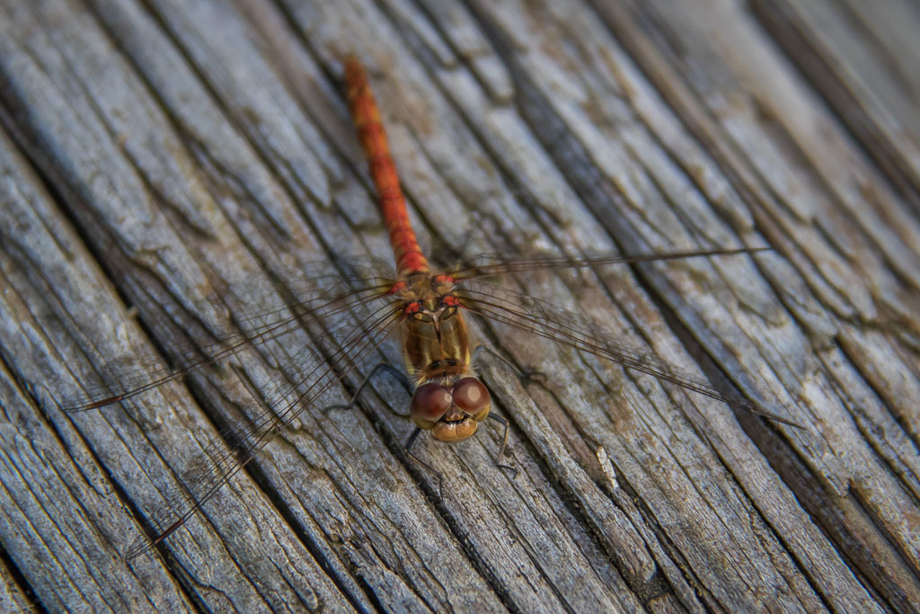 20190912 7D2 0004 Common Darter.jpg