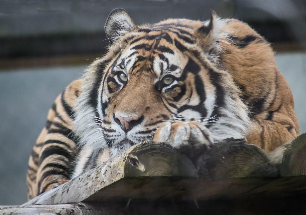 20191107 7D2 0039 Sumatran Tiger.JPG