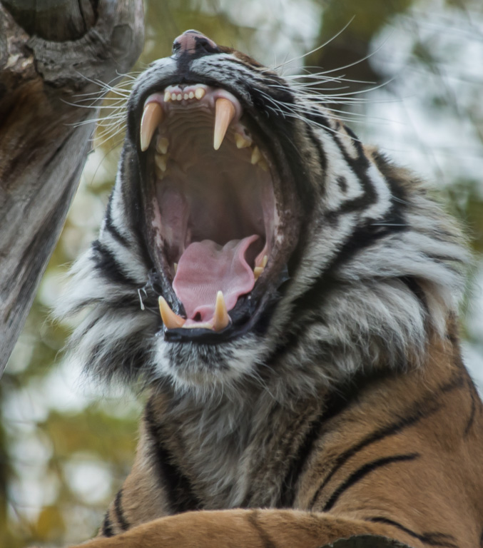 20191107 7D2 0044 Sumatran Tiger.JPG