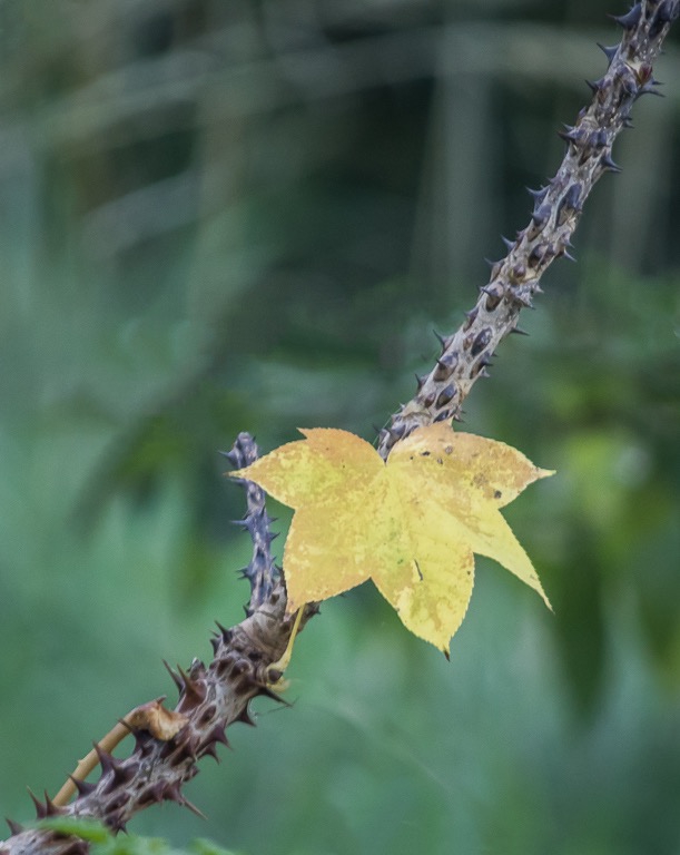 20191107 7D2 0046R LONDON ZOO.jpg