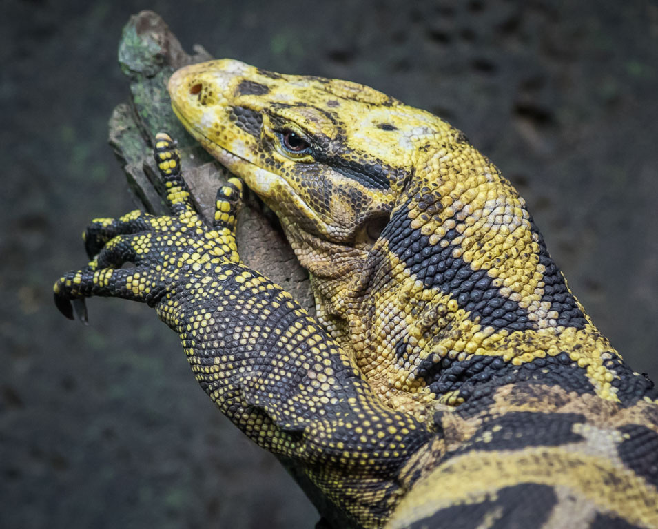 20191107 7D2 0108 Mindanao Water Monitor.JPG