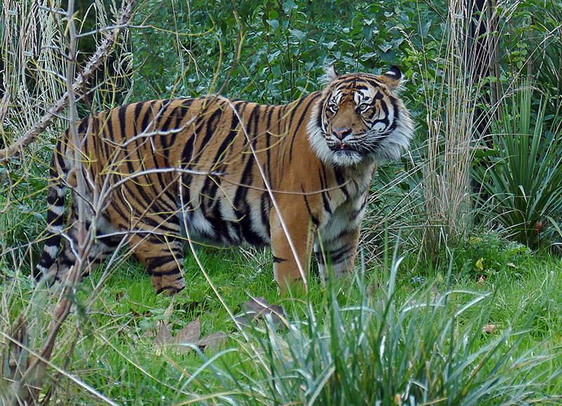 S46-Tiger in the thicket.jpg