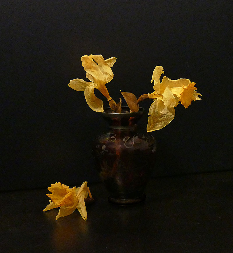 S51 -Fading Daffodils in the Dark-3.jpg