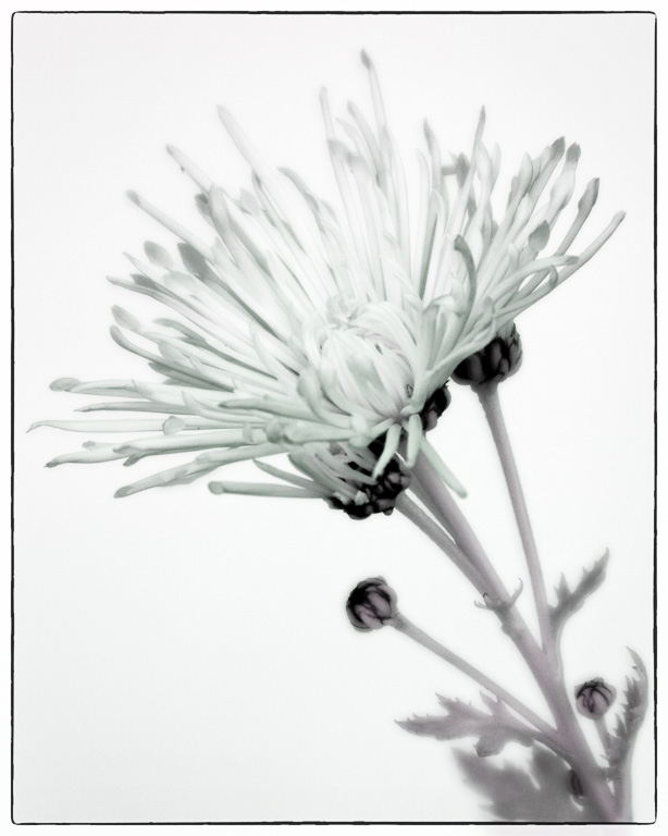 Chrysanthemum.jpg