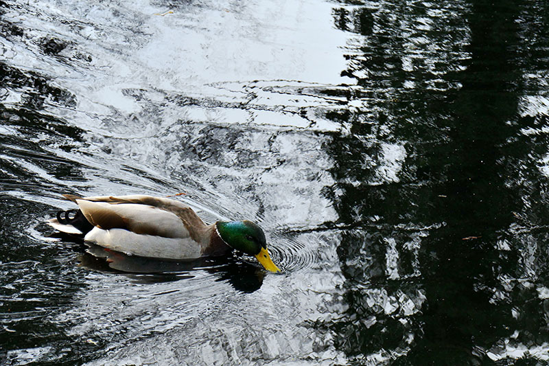 6Sa Male Mallard Feeding.jpg