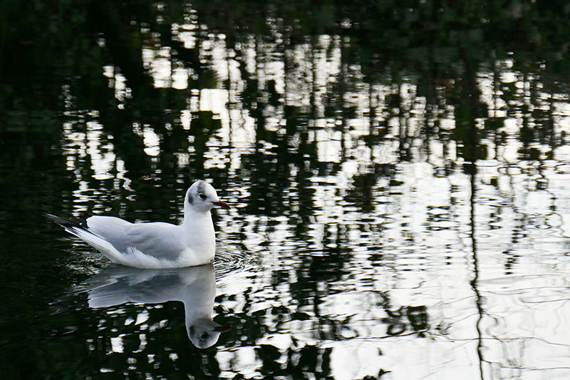 S6b Seagull among the Reflections.jpg