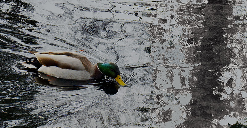 Male Mallard Feeding-Modified3 P1690676.jpg