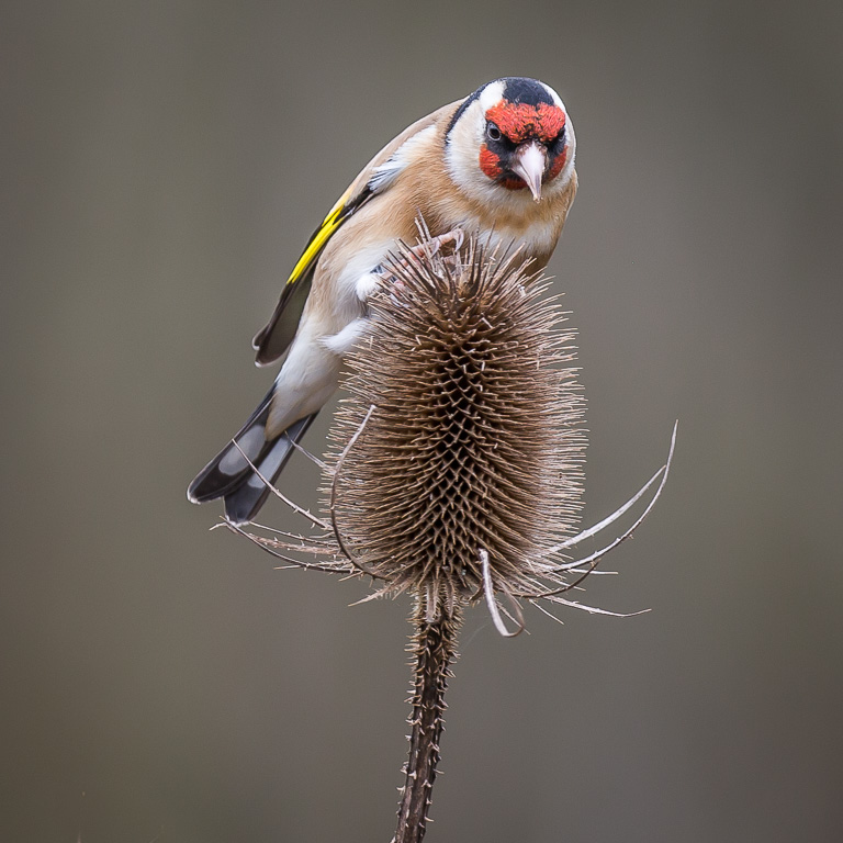 20190328 1DX 0113 Goldfinch [1024].JPG