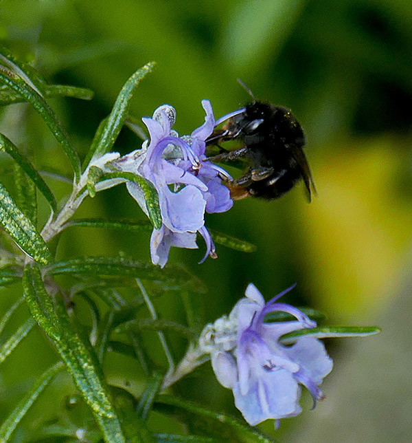 1- hairy-footed flower bee on Rosemary flower P1710308B.jpg