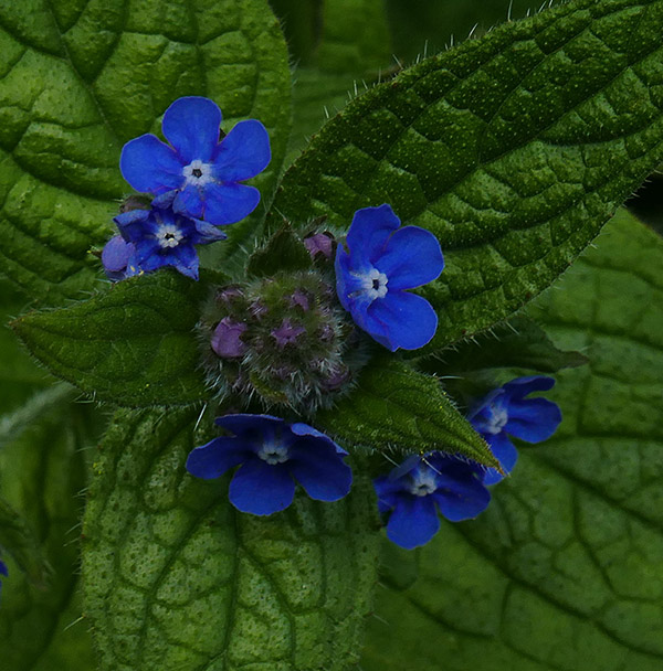 1-Tiny Blue Comfrey Flowers P1710283B.jpg