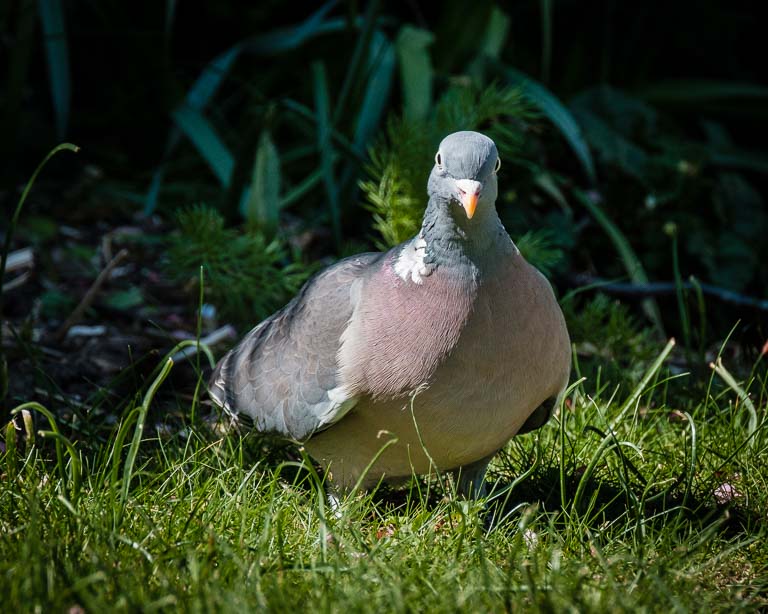 Wood Pigeon.jpg