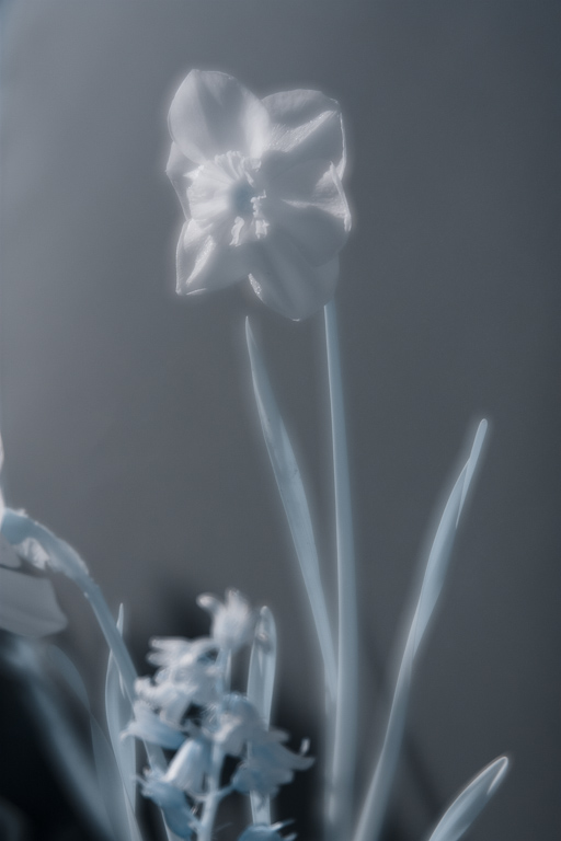 Daffodil as shot.jpg