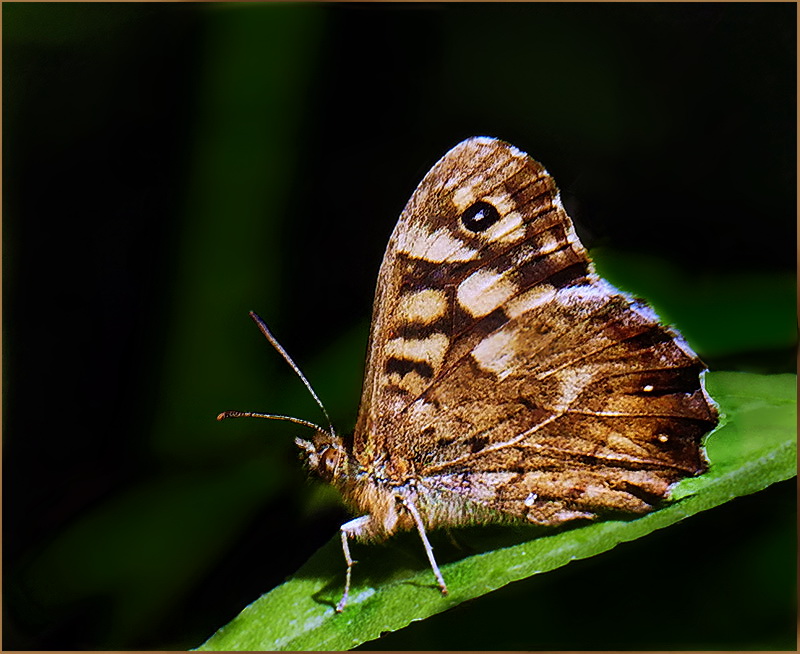 S19 C - One Roll of Film - Speckled Wood Buterfly.jpg