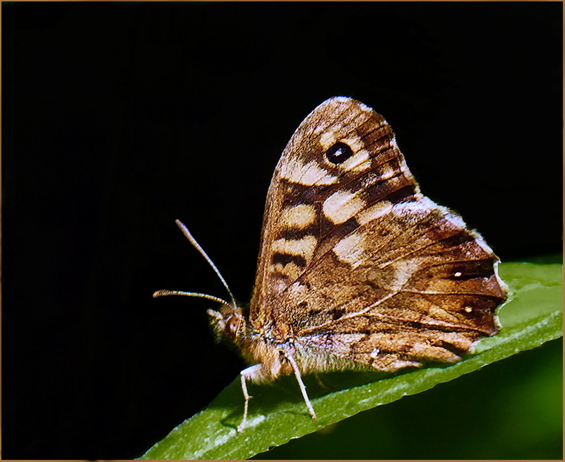 S19 M- One Roll of Film - Speckled Wood Buterfly.jpg