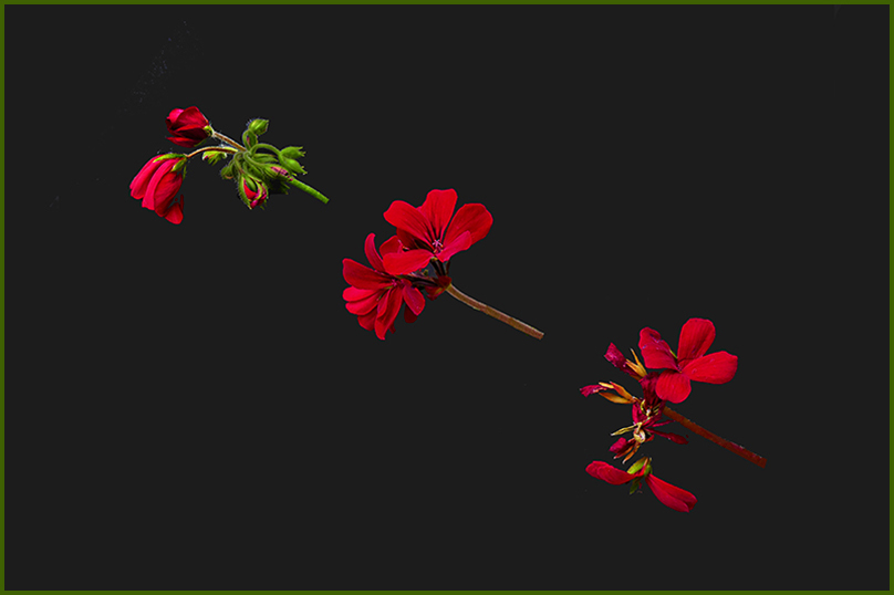 S20 GERANIUMS - Levetating down to seed.jpg