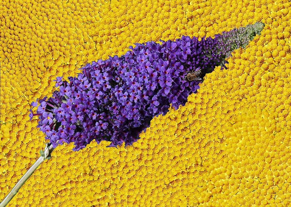 S28 Buddleia on Fernleaf yarrow flowers.jpg