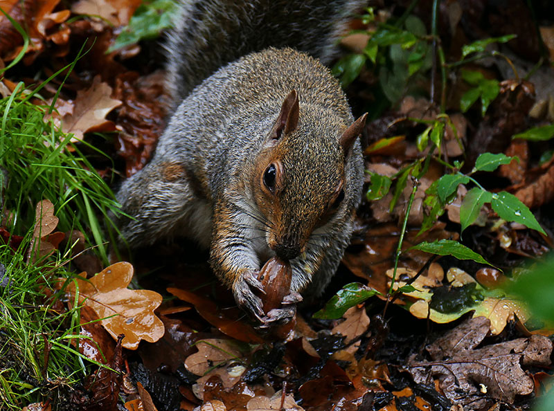5A-Squirrel with Acorn CCC Share.jpg