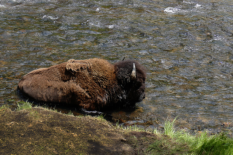 Bison Cooling Off  in River - Iggy Tavares.jpg