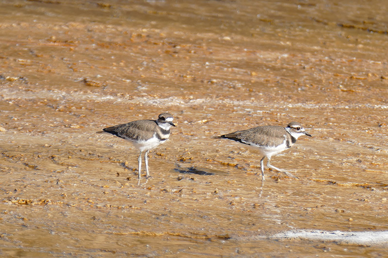 Killdeer at Mammoth Hot springs.jpg