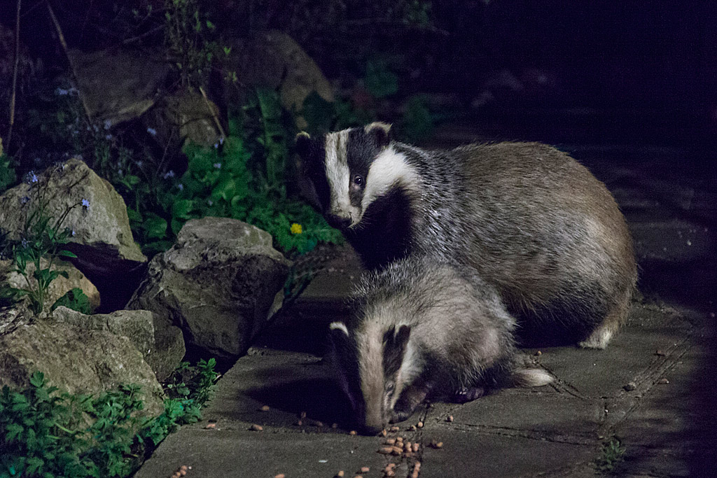 Mother-and-cub-(web).jpg