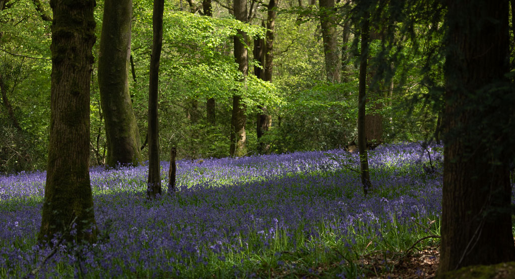 Bluebells.jpg