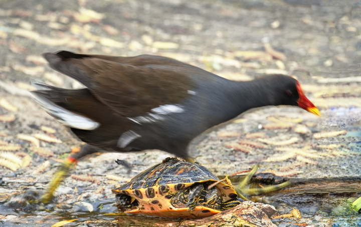 cccMoorhen coming through DSC02740.jpg