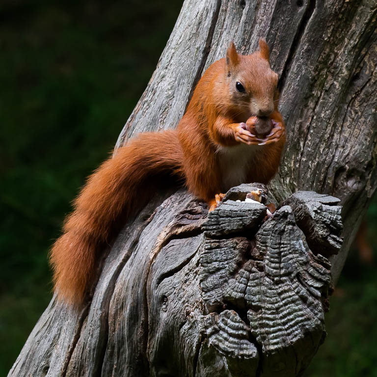 20220823 1DX 0029 Red Squirrel.JPG