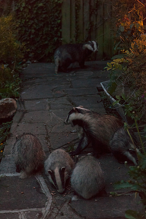 Badger-convention-(web).jpg