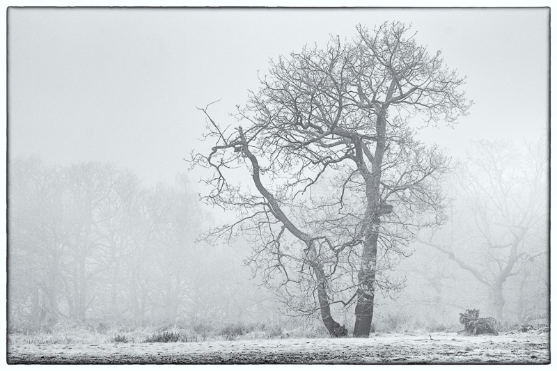 Tree in Mist.jpg
