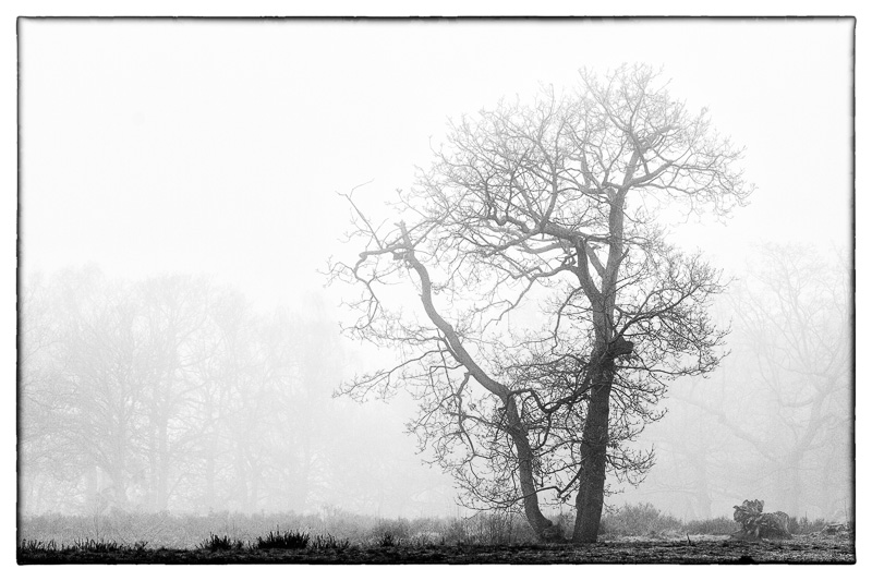 Tree in Mist 2.jpg