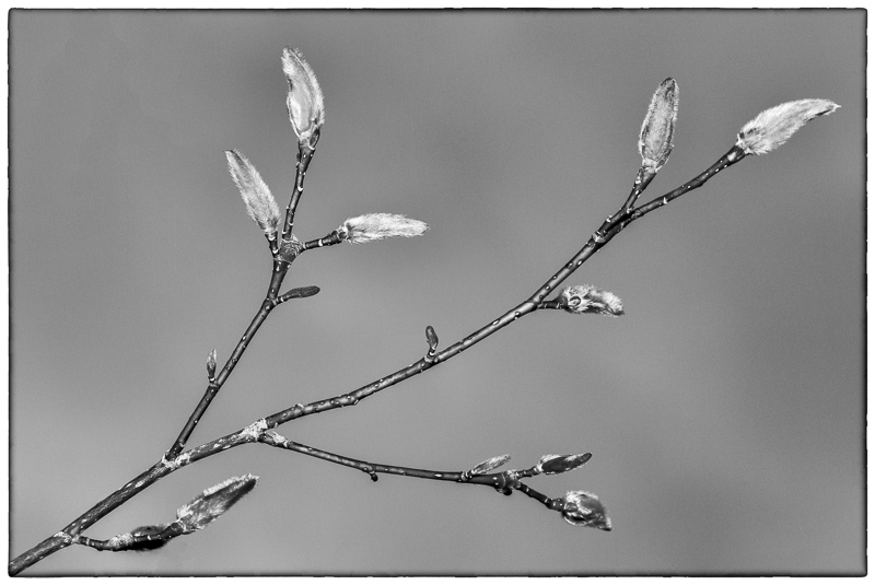 Magnolia Buds.jpg