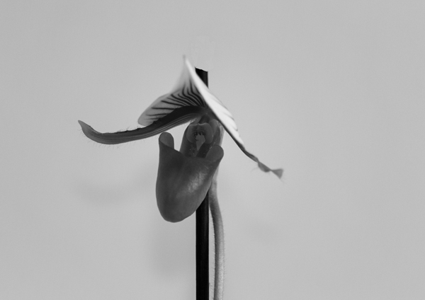 IMG_0184-Edit CC.jpg