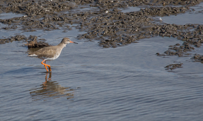 20150307 1DX 0134 Redshank REDUCED.JPG