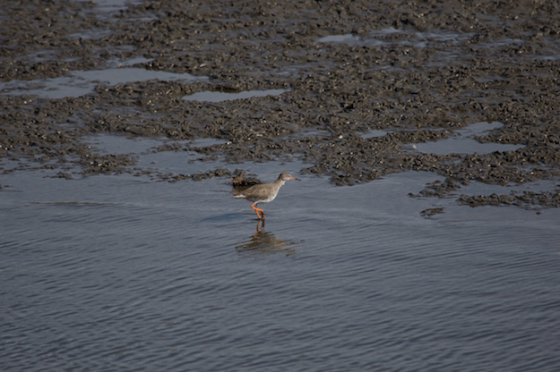 20150307 1DX 0134 Redshank-2.JPG