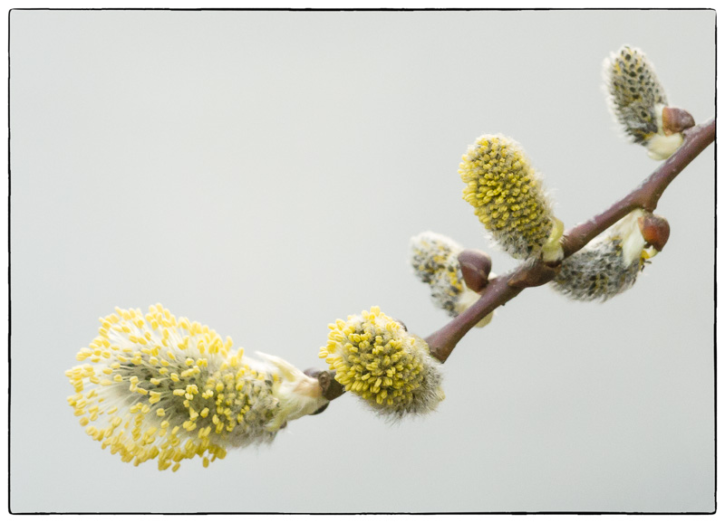 Willow Blossom.jpg