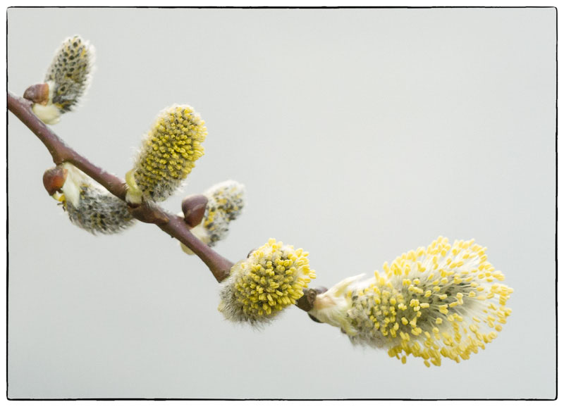 Willow Blossom Reversed.jpg
