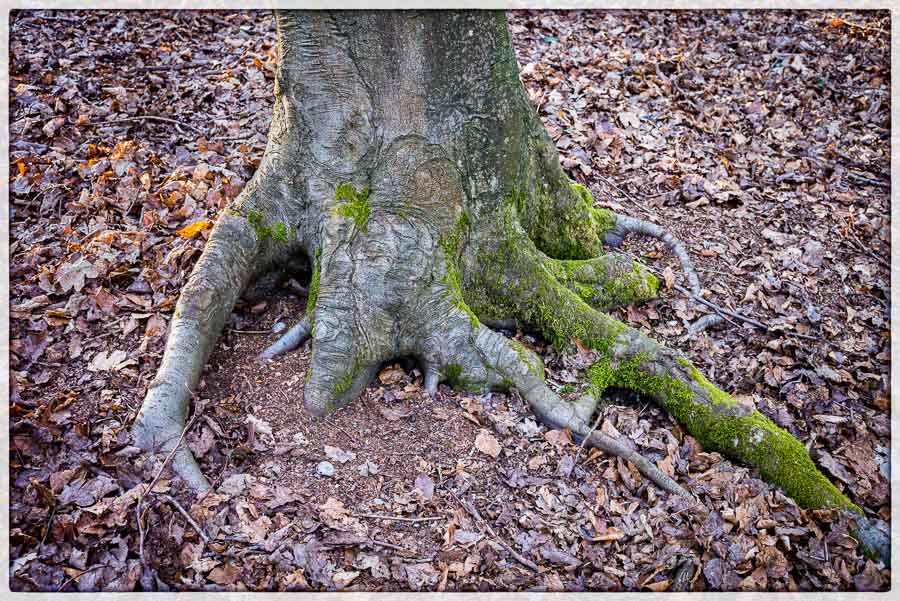 Tree Trunk.jpg