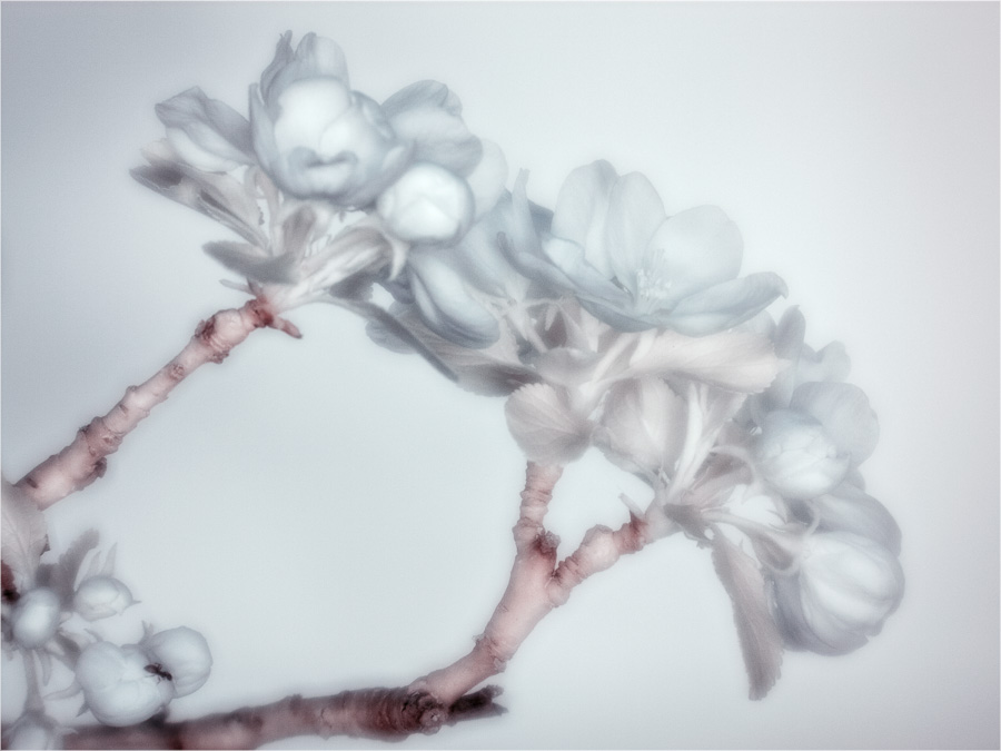 Apple Blossom Infrared.jpg