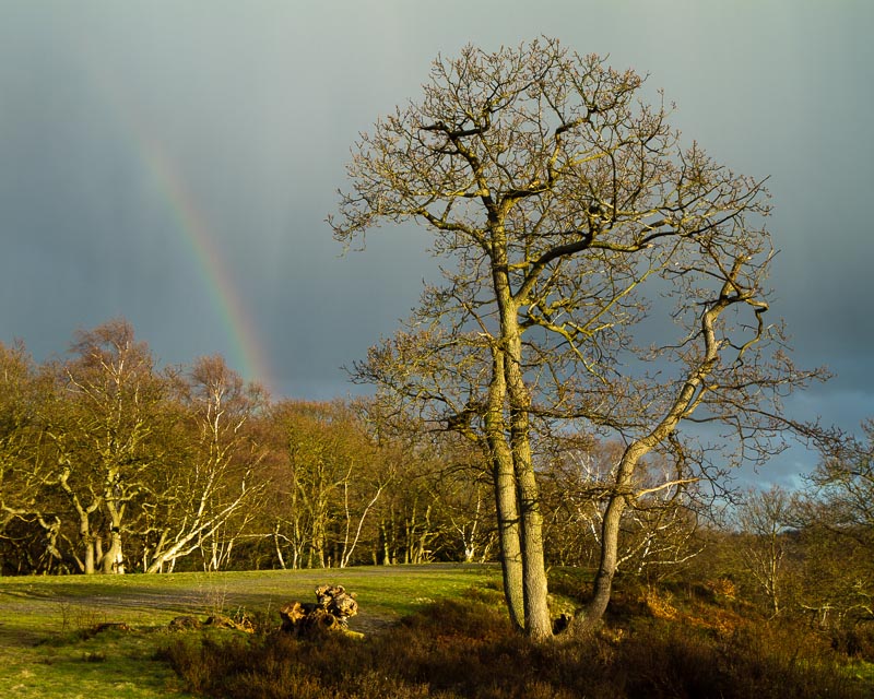Rainbow.jpg