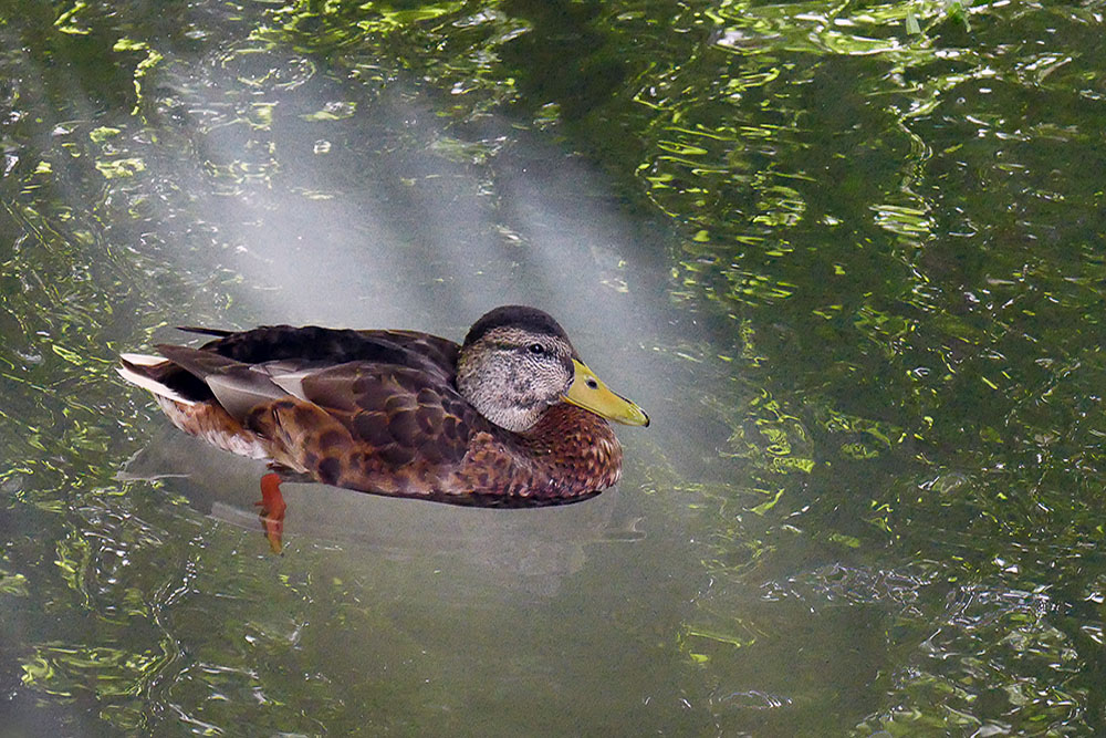 S31  Duck Basking  in Sun Beams Under Weeping Willow.jpg