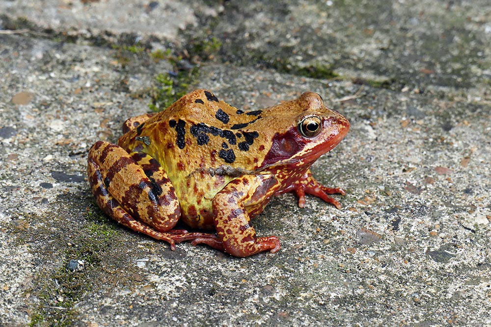 S32 Princely Frog.jpg