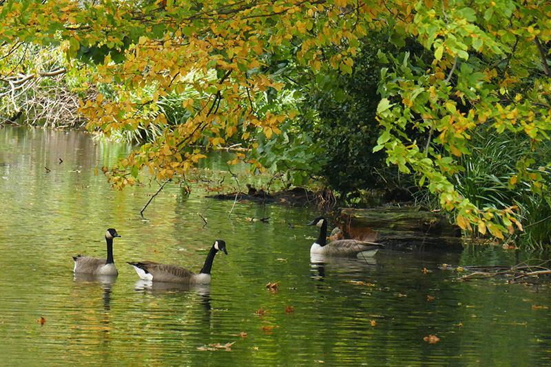 S44 Autumnal Monet Water  Colours.jpg