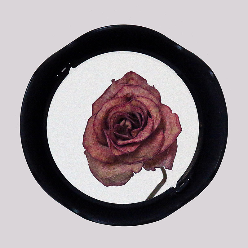 S47 Faded Rose in Lens Hood 800x800.jpg