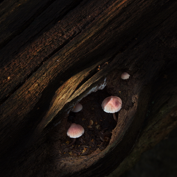Mushrooms IMG_9081.jpg