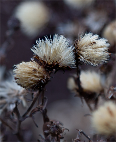 Wild Cotton Grass.jpg