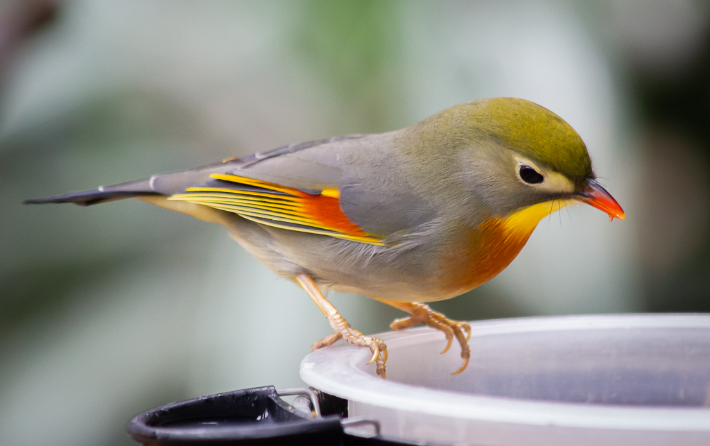 20110129 0084 Pekin Robin.jpg