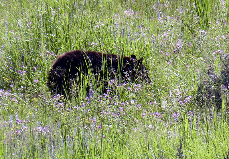 Bear in Field of Flowers - Iggy Tavares.jpg