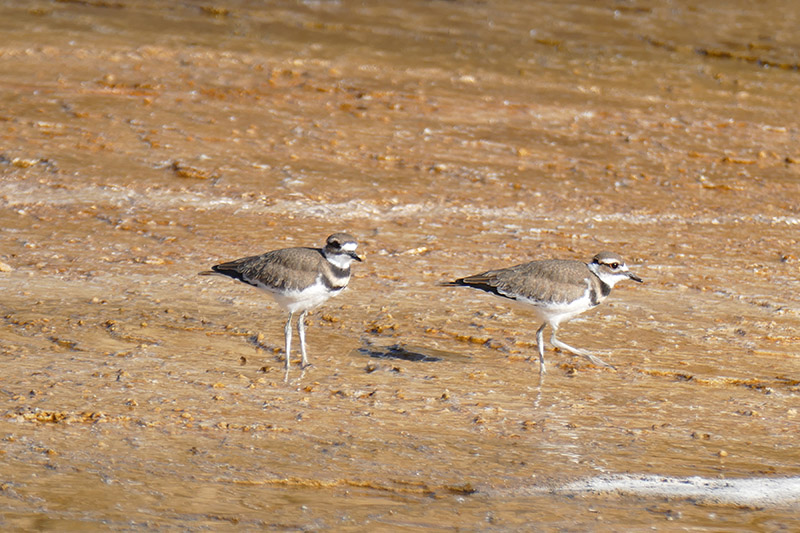 Killdeer at Mammoth Hot springs.jpg